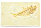 Bargain, Fossil Fish (Diplomystus) - Wyoming #372317-1